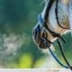 Equine Respiratory System Part I 2 RespiratorySystem