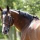 Nutrition For The Breeding Stallion 4 Stallionbanner