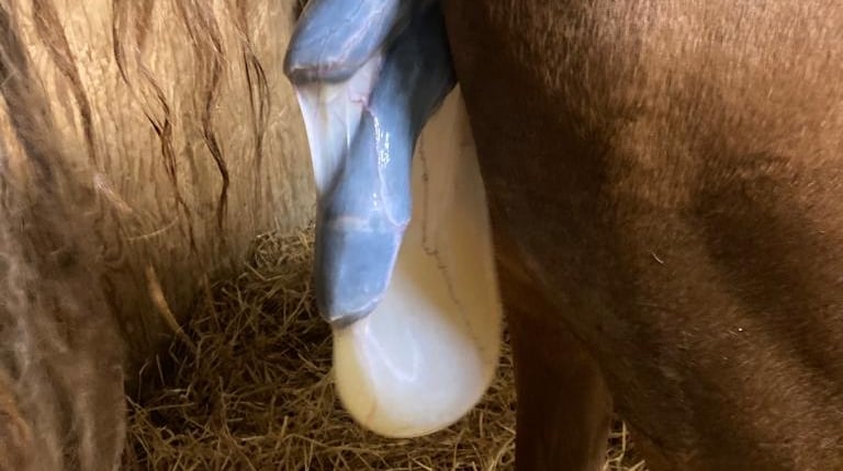 Foaling Mare Part II 1 MareFoaling Joe