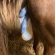 MareFoaling Joe