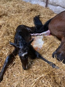 FOALING Part I 4 NewFoal Joe1