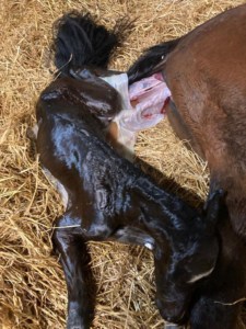 FOALING Part I 3 NewFoal Joe3