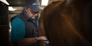ARKequine Vet John checking horse Vet_ARKequine_EquineAsthma