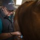 Equine Respiratory Health Part III: Equine Asthma 4 Vet_ARKequine_EquineAsthma