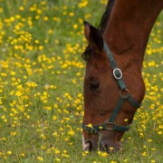 HorseDigestiveSystemExplained_ARKequine HorseDigestiveSystemExplained ARKequine