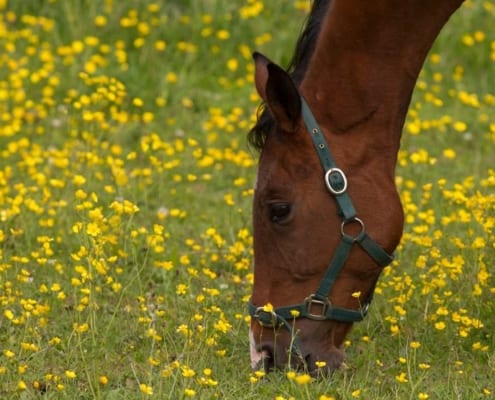 The Horse Digestive System: An Overview 10 HorseDigestiveSystemExplained ARKequine
