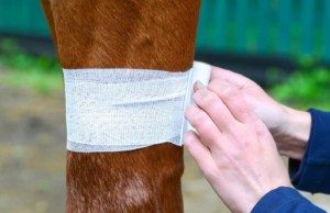 Minor Horse Wounds: How to Manage Abrasions and Small Cuts 2 Horse Bandage_Minor horse Wounds