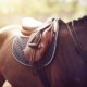 ARKequine launches DERBY®horse-care range 2 DERBY horse lowres