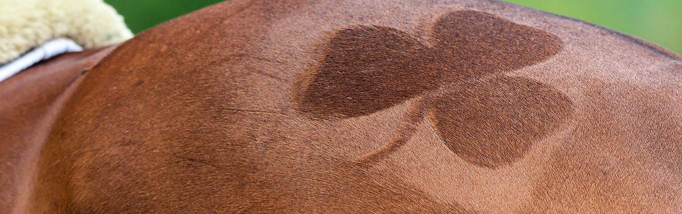 Copper Supplementation in the Horse 1 shamrock wide lowres