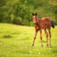 Epiphysitis in Foals 6 Physitis in Young Horses