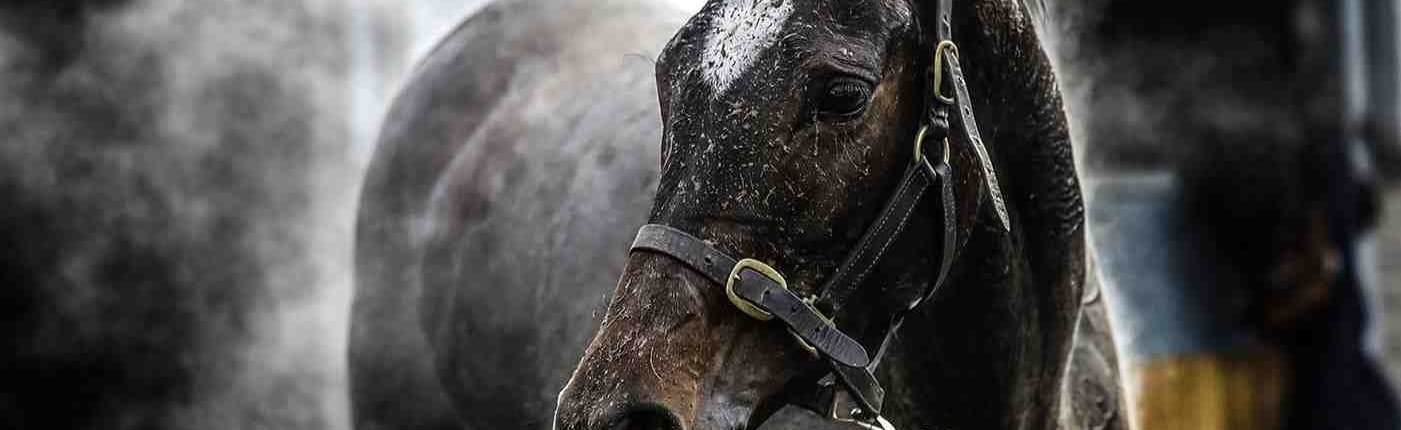 Unlocking the Power of Electrolytes 5 isoton horsesweeat 1