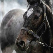 isoton_horsesweeat isoton horsesweeat 1