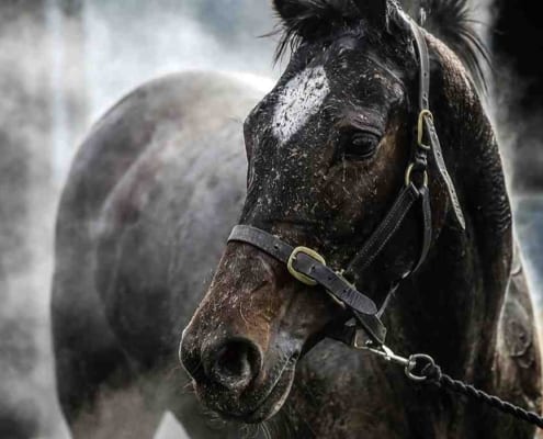 Unlocking the Power of Electrolytes 10 isoton horsesweeat 1