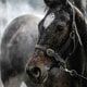 Unlocking the Power of Electrolytes 6 isoton horsesweeat 1