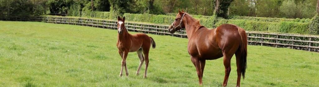 Scour in foals 2