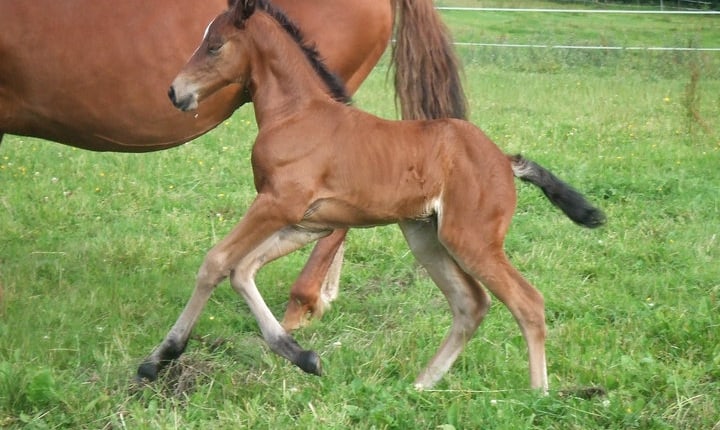 Scour in foals 3 Foalonmove