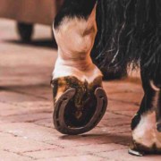 hoof-wide_low EMS Cushings & Laminitis in horses