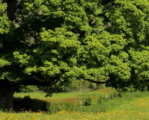 Sycamore Poisoning in Horses: Recognising the Hidden Danger 10 sycarmore wide
