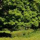 Sycamore Poisoning in Horses: Recognising the Hidden Danger 3 sycarmore wide