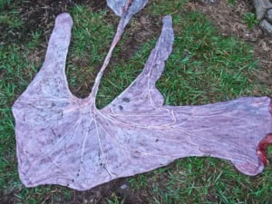 Foaling Mare Part II 2 EquinePlacenta