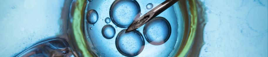 New Innovations in Equine Breeding 1