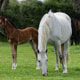 Maximising Success: A Guide to Pre-breeding Care for Your Broodmare 3 AU1I6598