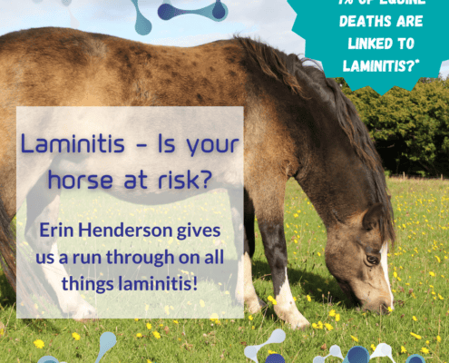 Laminitis in Horses: An Overview 10 Laminitis for horses - symptoms