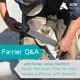 Farrier helping to treat laminitis